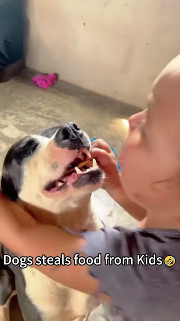 cover for Sneaky pup steals snacks right from the kids! 😂🐶 #dog #funny #fyp