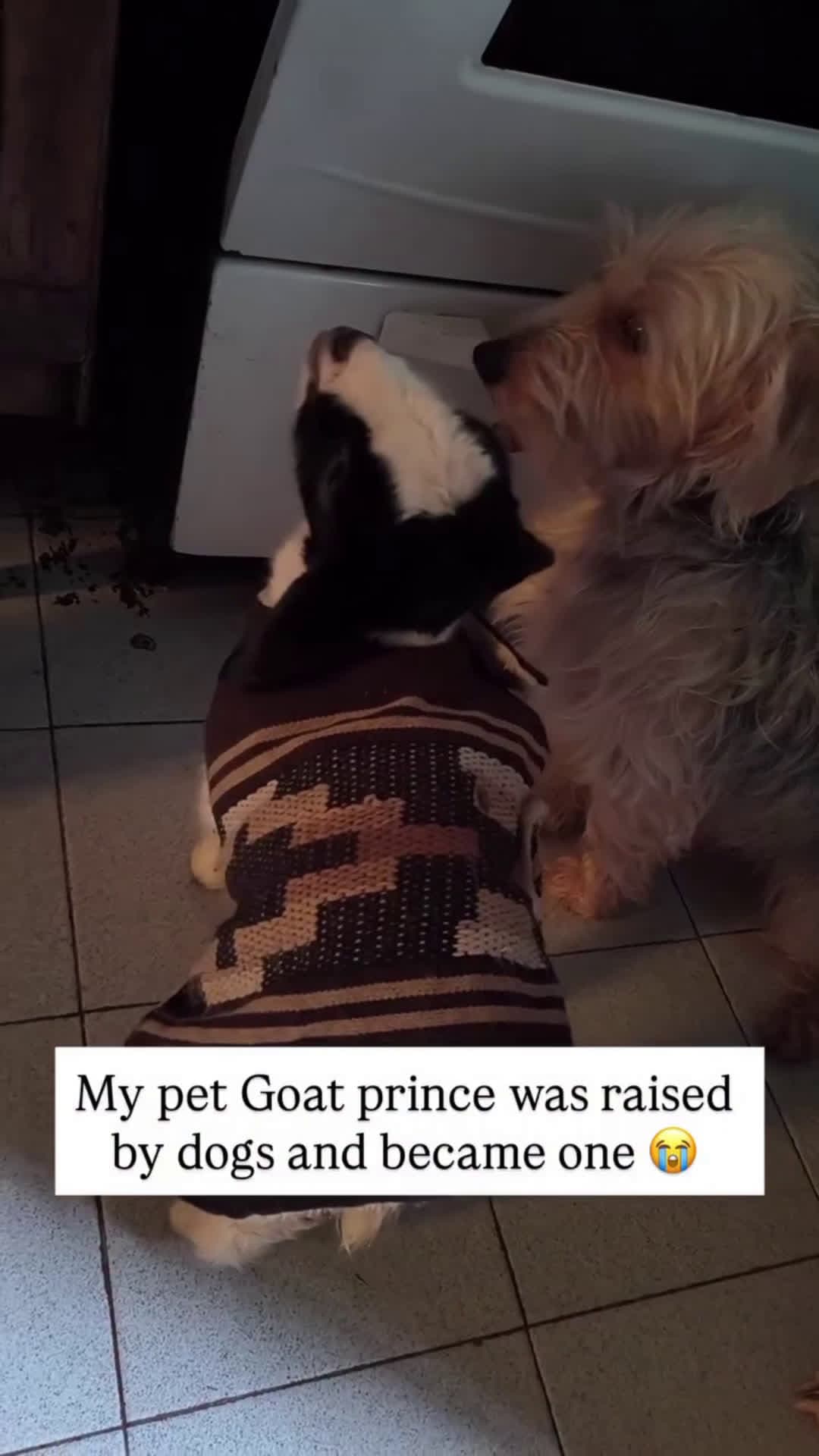 cover for #TooFunnyToScroll #pet #dog #goviral #animals #funny #fyp Did he just bark like a dog? 😅🐕🐐
