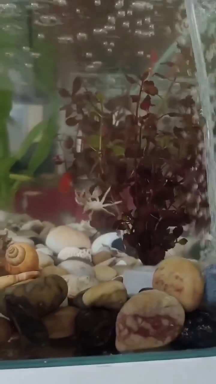 cover for This crab will make you laugh Videos Photos Highlight Daily Update Please Follow animalworld online vialovinganimalsdg Thanks petstagram lovely cutie meme haha bun