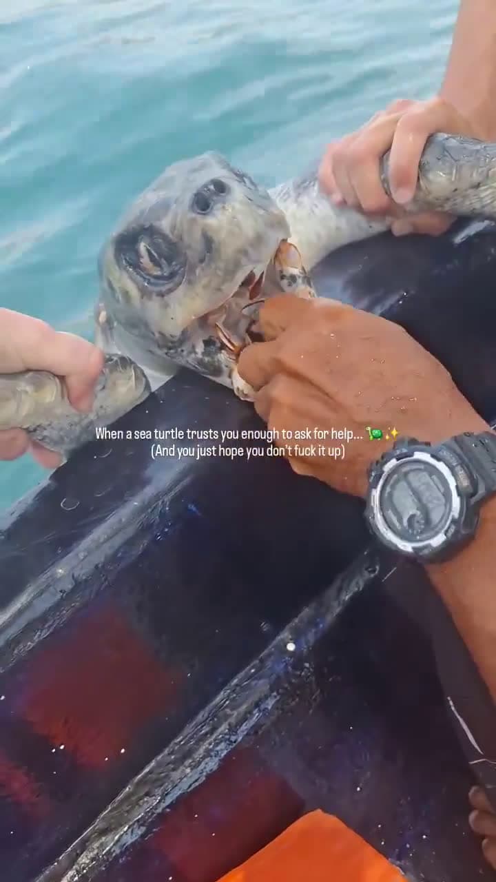cover for Rescuing a sea turtle in need! 🐢🌊 #SeaTurtleRescue #OceanHelpers #WildlifeConservation