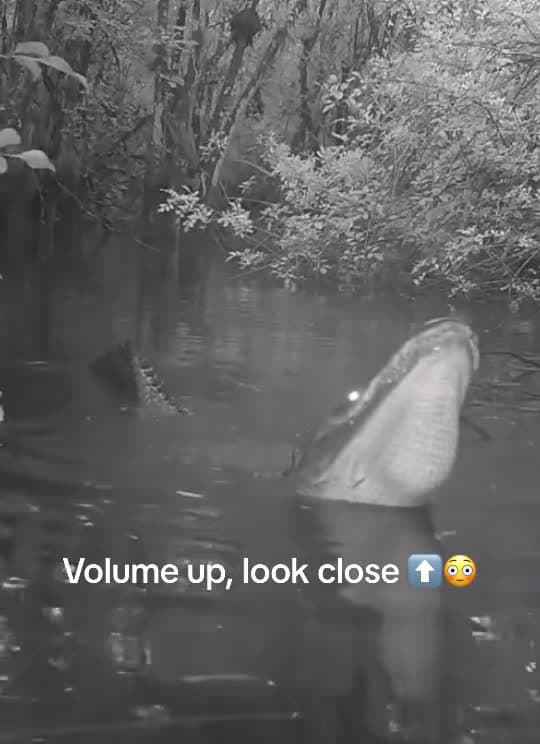 cover for Hear the POWER of an alligator’s bellow! 🐊 Nature’s real-life Jurassic Park moment. #alligator #wildlife #nature