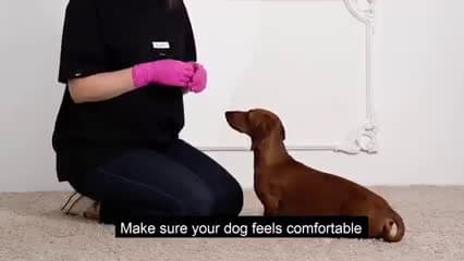 cover for How to Clean Your Dogs Ear How to clean a dogs ears Click here Learn how to clean your pups ears in this video! Did you all of this What did you not know Would you like to see