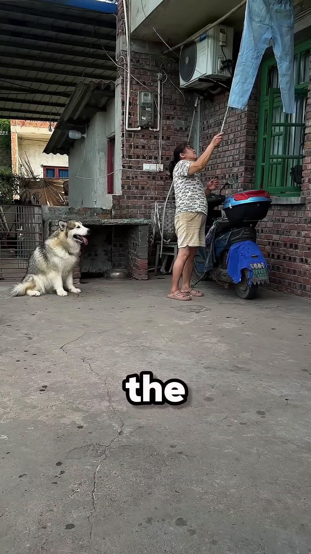 cover for This Dog Turns Himself Into a Table for His Owner 🐶❤️😲 #scoopzanimalvideo 