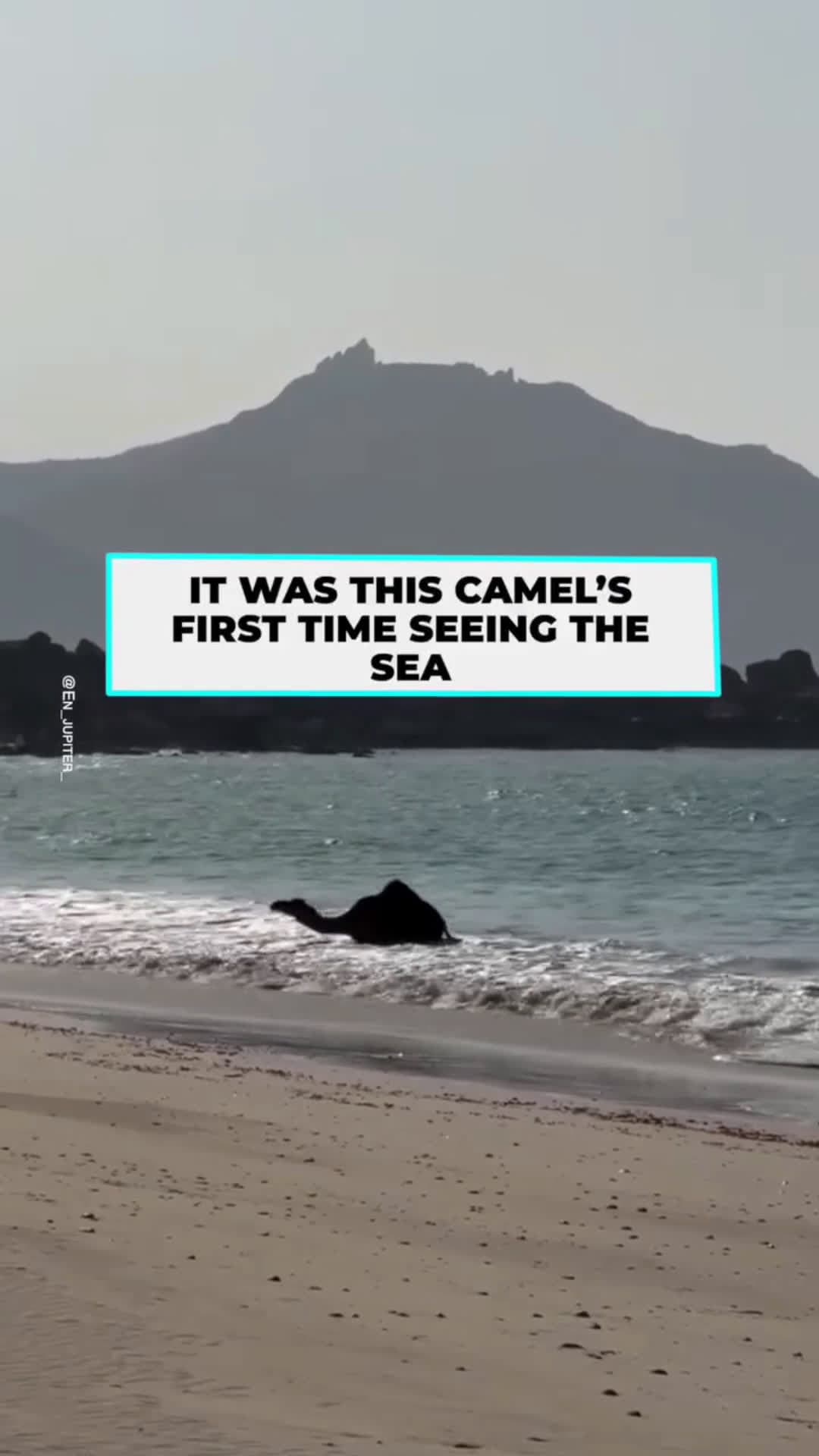 cover for A camel's joy at seeing the sea for the first timeThis camel put his feet in the sea for the first time, and what followed was a heartwarming reaction that no one had expected.