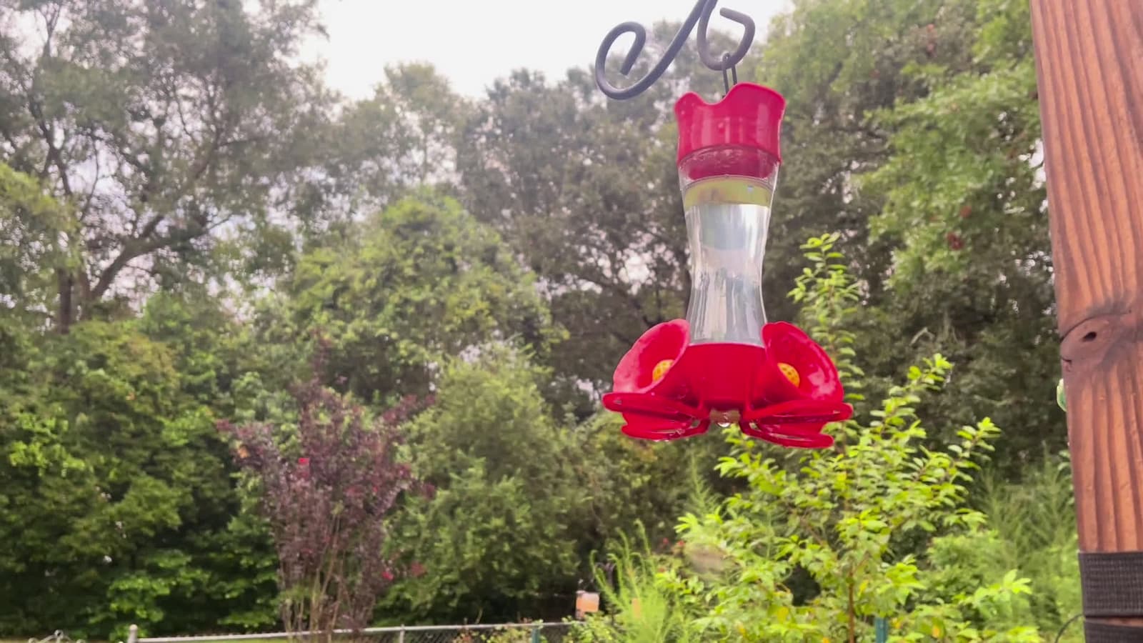 cover for Ruby-throated hummingbirds feel right at home at our backyard feeder 🐦🌺 #Hummingbirds #BackyardBirding #BirdWatching #NatureLovers