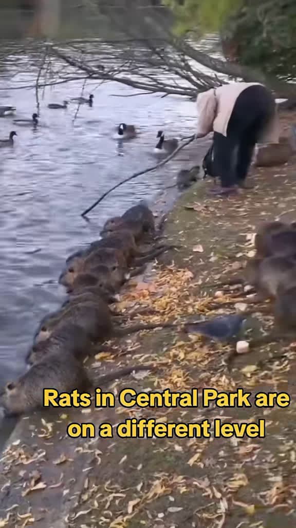 cover for Massive rats are taking over Central Park! 🐀🌳 #NYC #WildlifeWonders #CentralParkChaos