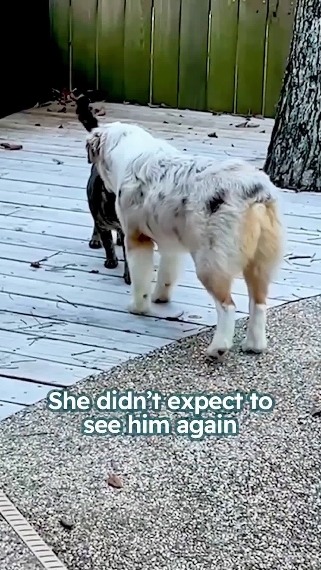 cover for A shy dog’s routine was broken by an unexpected visitor—what happened next will surprise you  Special thanks to Catherine, Coconut and Bubba- @wigglebuttcoconut  #catanddog #animalrescue #cuddlebuddies #catanddogfriends