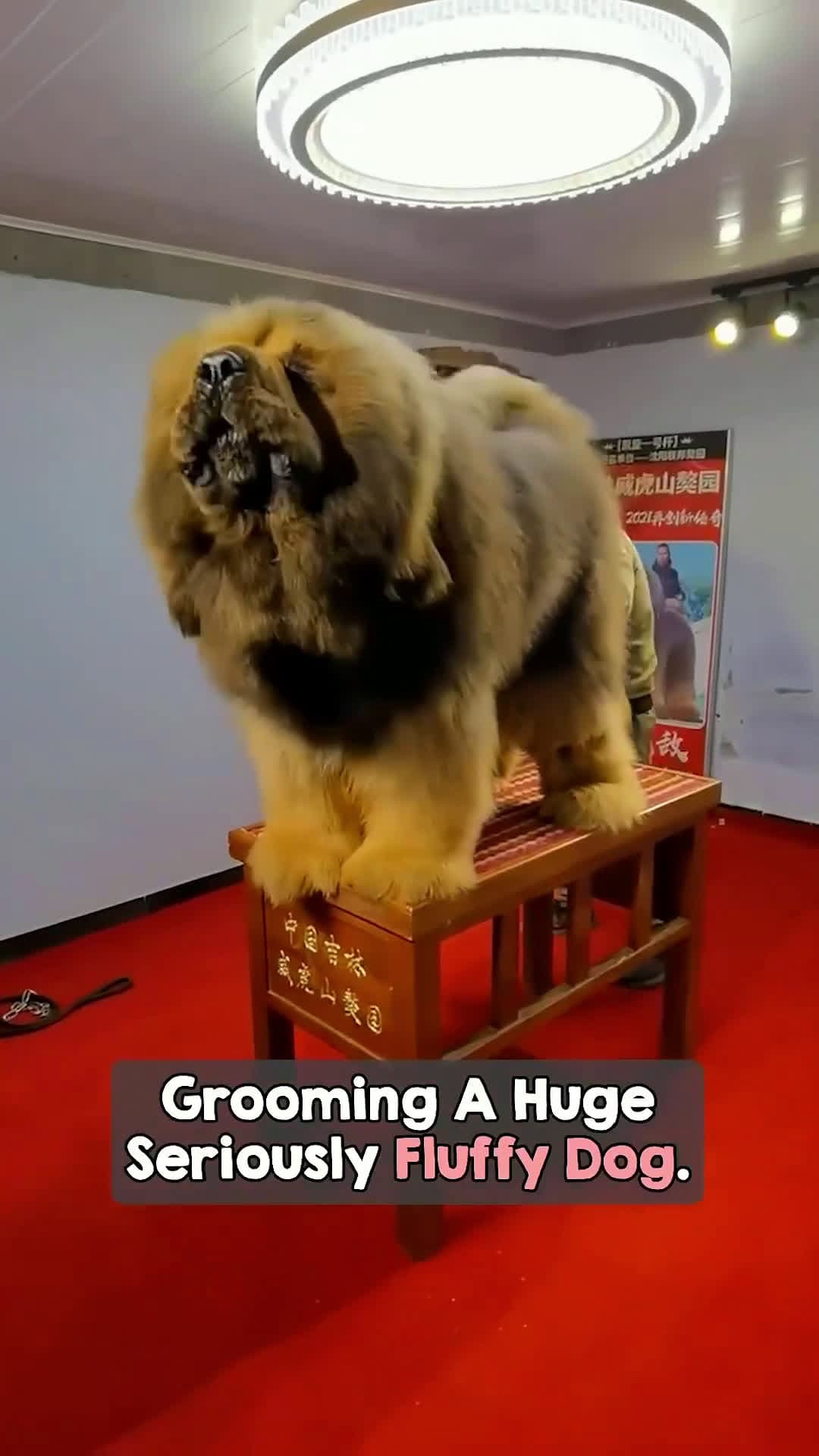 cover for This Tibentant Mastiff m is an absolute UNIT! 😱🐶 #dog  #tibetanmastiff
