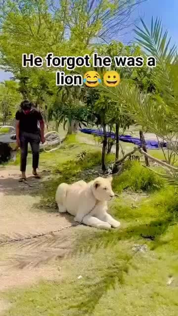 cover for He forgot he was a lion