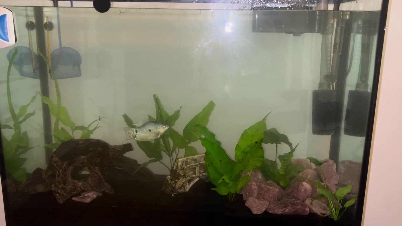 cover for Adding fish to the tank—watch it come alive as colors swim by 🐠 #Aquarium #FishTank #FishKeeping #AquaticLife