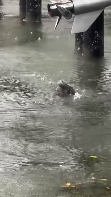 cover for Surprising videos have become a sensation online, captivating viewers with unexpected twists and heartwarming moments.  #SurpriseVideos #ViralMoments #UnexpectedTwists #FeelGoodContent #MustSee.