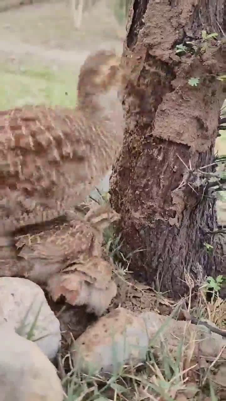 cover for Watch Momma Francolin unlock the pantry to feed her chicks! 🐣 #WildlifeMoments #NatureLovers #AnimalCare