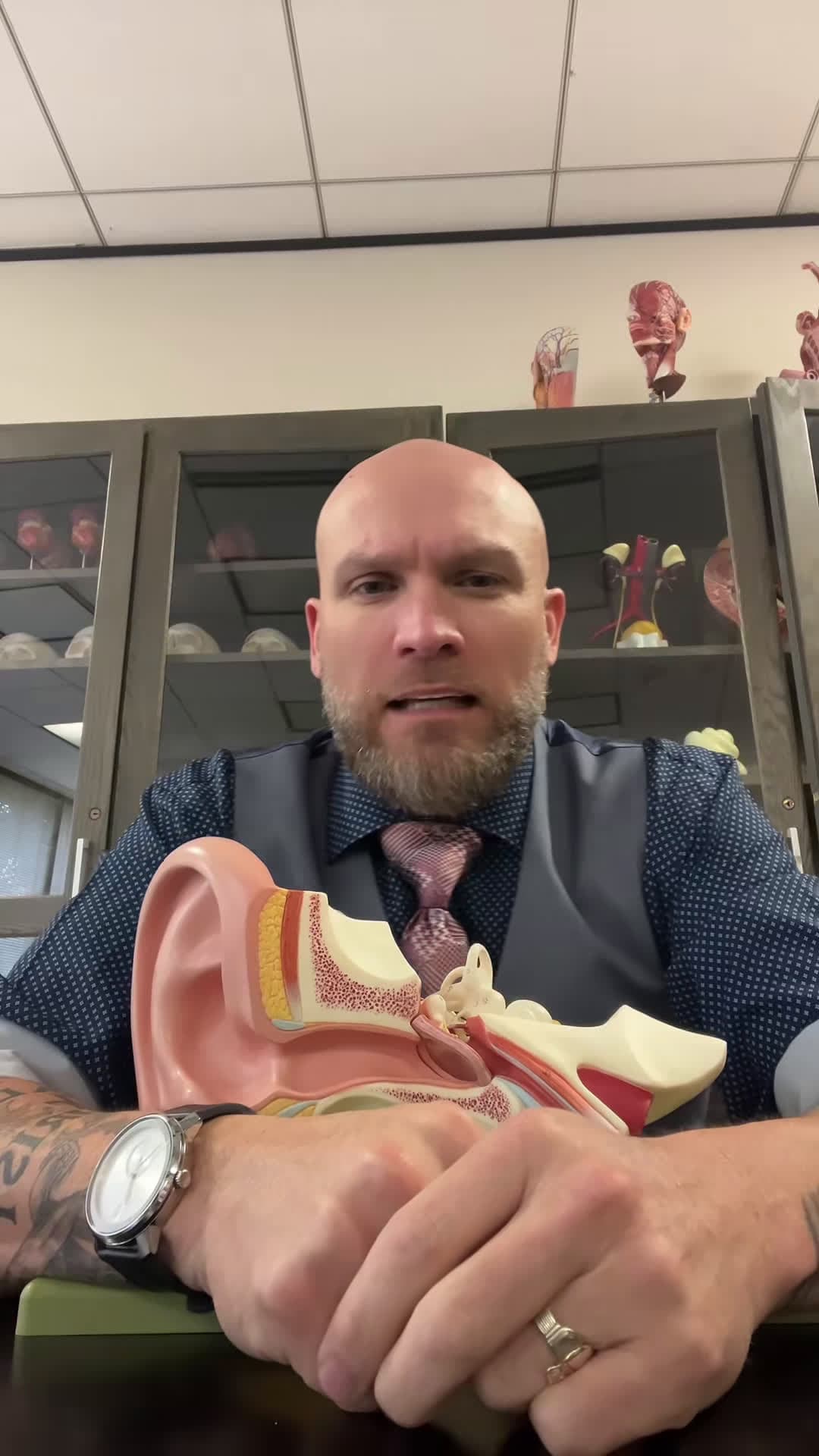 cover for Anatomy of the Ear#study #studytok #studyhacks #studywithme #ap #AP #anatomy #anatomyclass #anatomyandphysiology #physiology #ear #earanatomy #middleear #innerear #tympanicmembrane #cochlea #ossicles