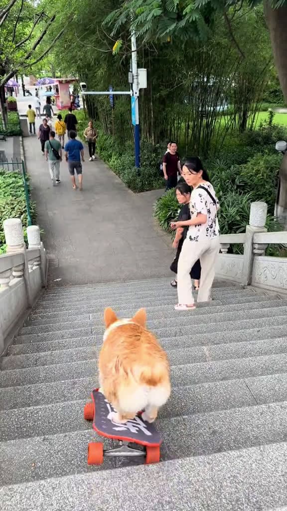 cover for The puppy is coming dogskateboard corgi pets dogsoftiktok cute dog cool 62734 #trending