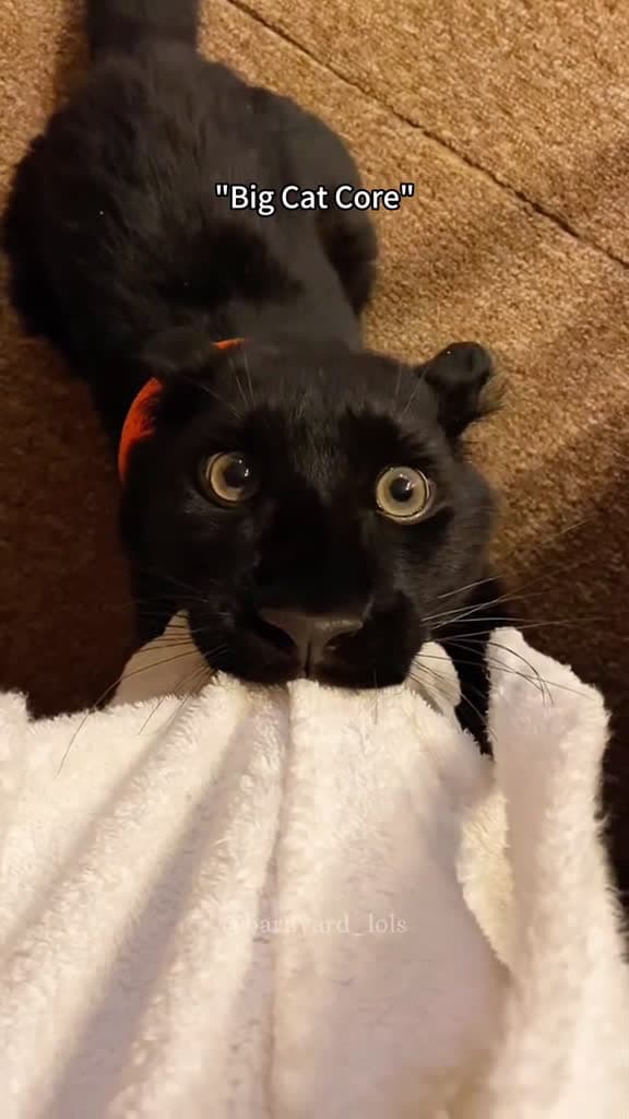 cover for Cute big cat fyp pov pet funny cat 27118 #ilovescoopz