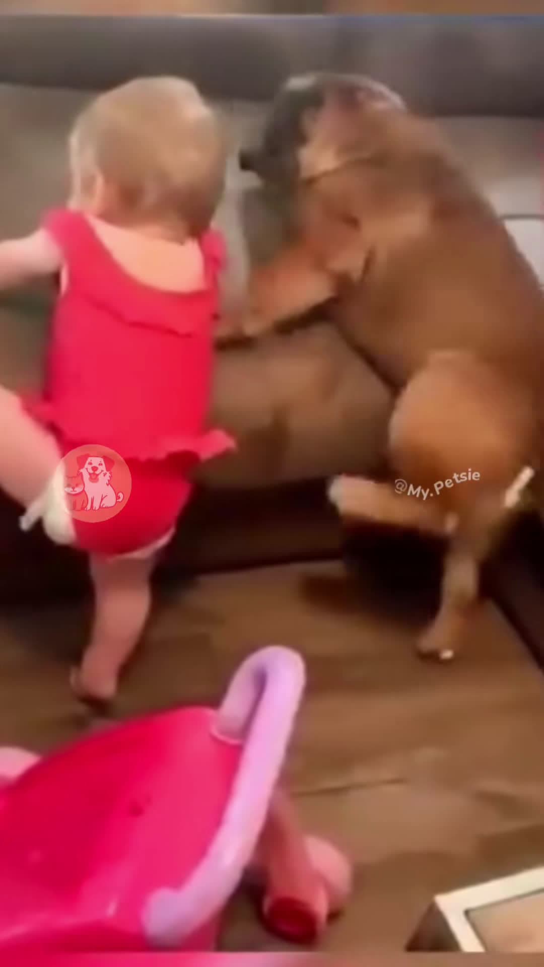 cover for When dogs act more like babies than actual babies😂👶 #funny  #funnybaby  #dog  #funnydog  #fyp 