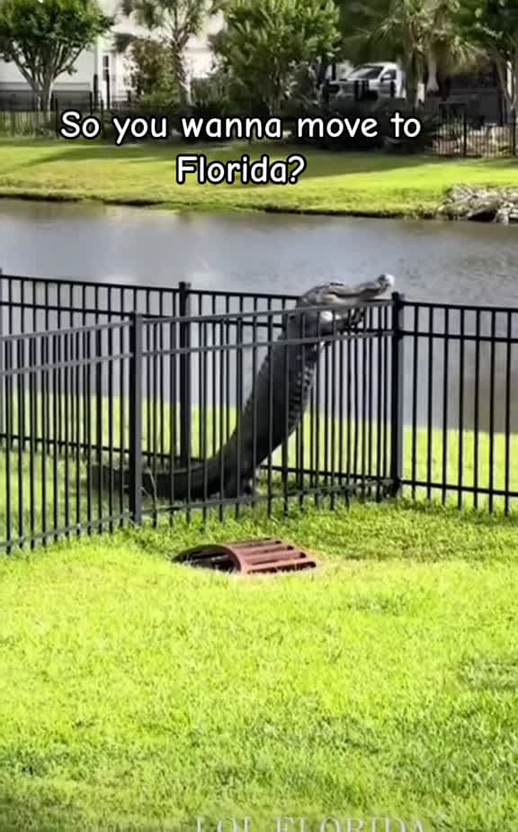 cover for Fence-climbing gator in Florida—unbelievable wildlife moment 🐊 #Gator #Florida #Animals #Wildlife