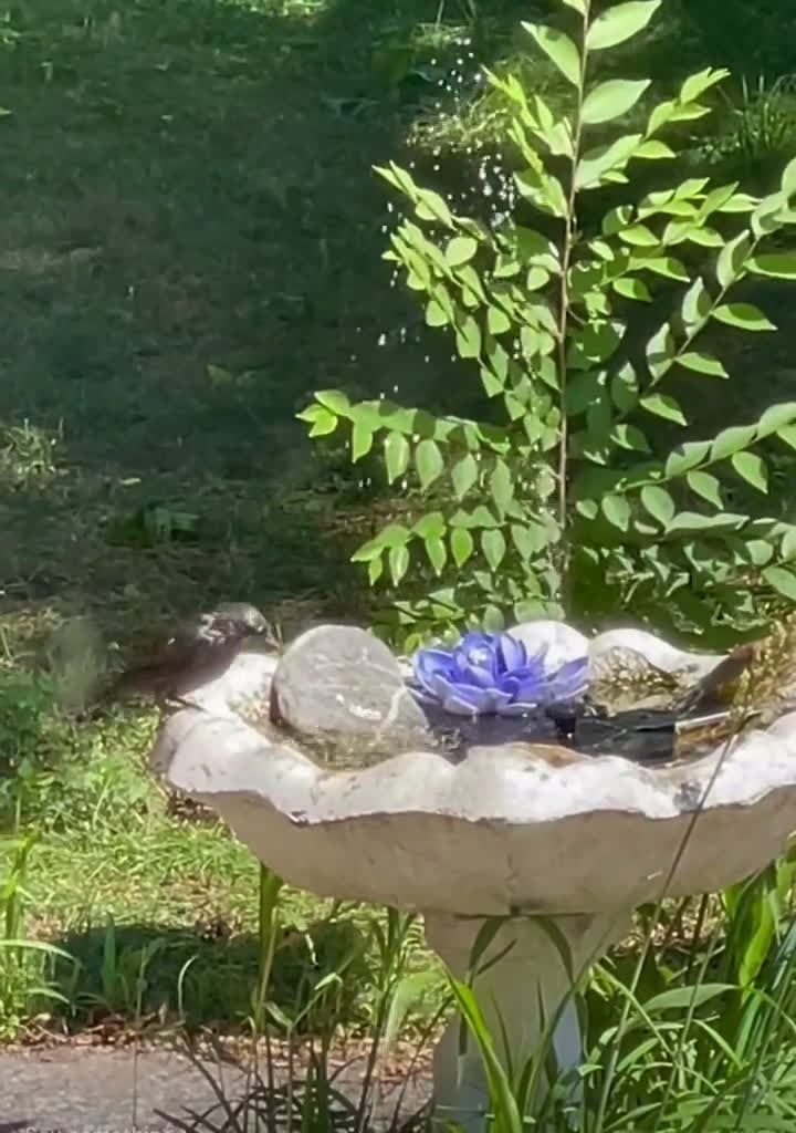 cover for Hot day, refreshing splash: a female brown-headed cowbird enjoys a bath 💧🐦 #BirdWatching #NatureLovers #Cowbird #BirdBath