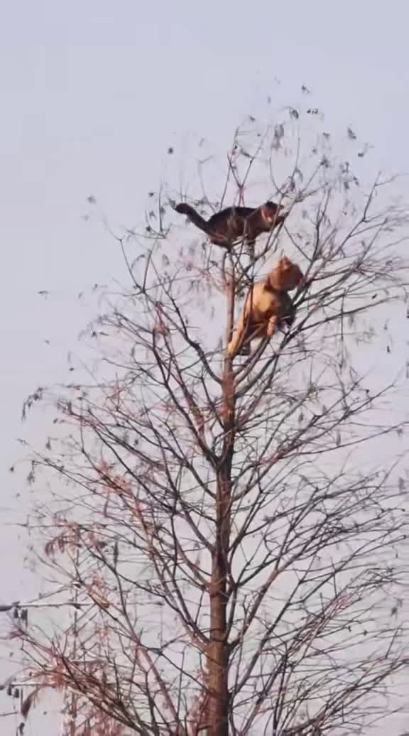 cover for When the dog wants a fight but the tree's got your back 🐱🌳 #CatTooPure #DogDrama #TreeTopKitty