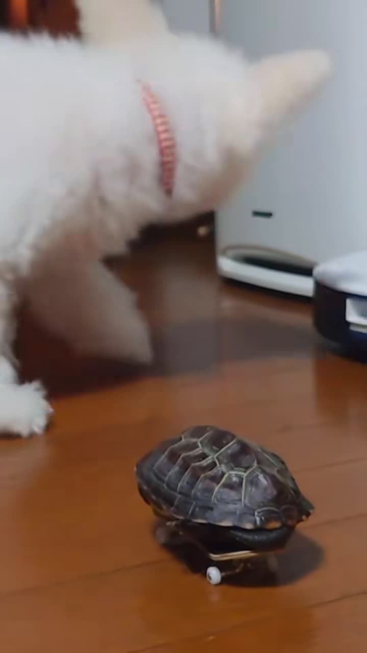 cover for 【A skateboarding turtle who likes cats more than dogs】【 #skateboardtu...