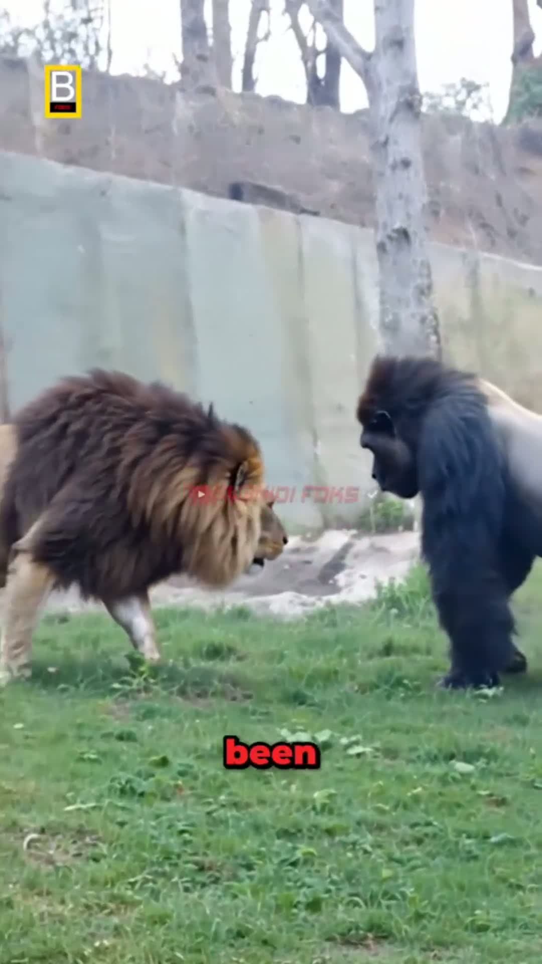 cover for Lion VS Gorilla Meet Secretly at The Zoo!
