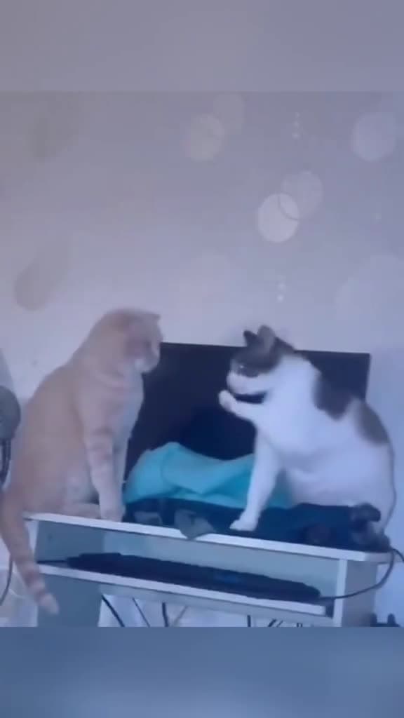 cover for Smack &Act Innocent 🤣#funnyvideos #foryou #funny #catlover #catsoftiktok #funnycat #usa #foryou  created by petslovetime.funny7 with petslovetime.funny7’s original sound