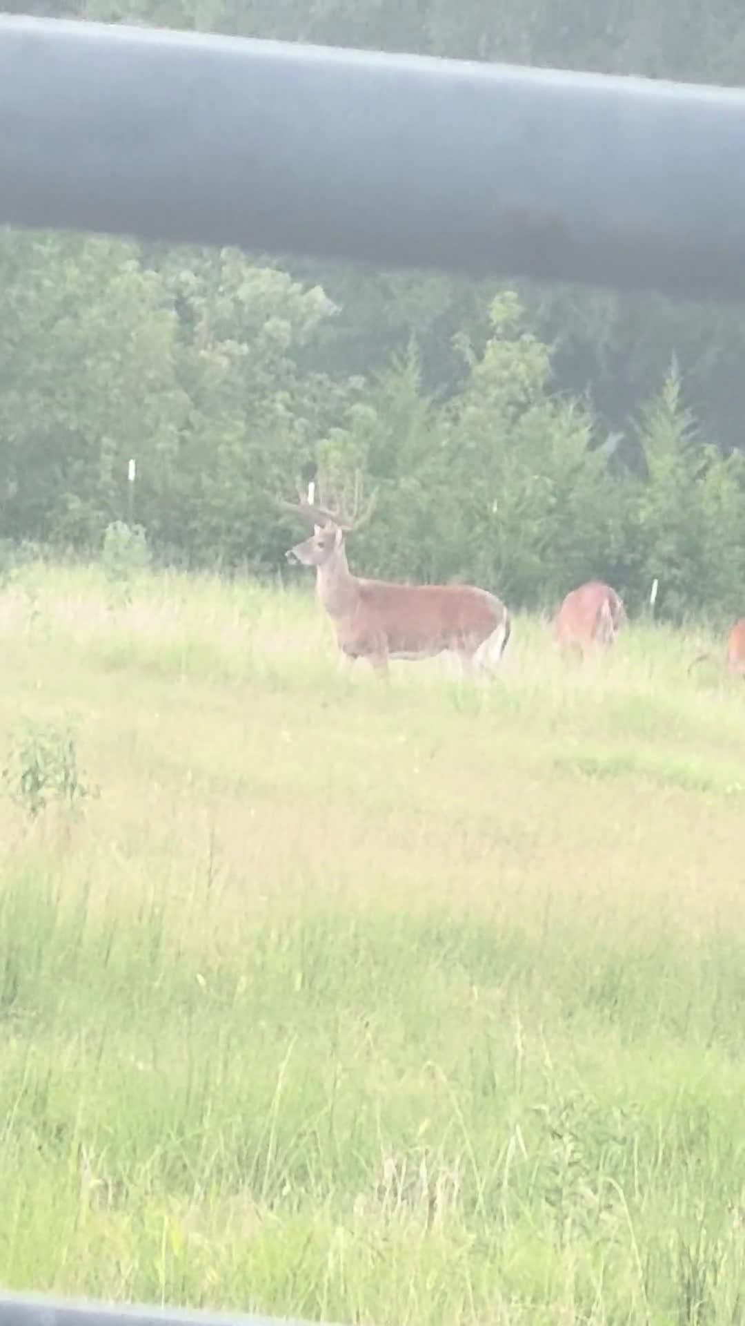 cover for Majestic whitetail strolls through Maryland woods 🦌 #Maryland #Whitetail #Deer #Wildlife #Nature