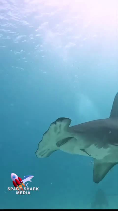 cover for Hammerhead Shark head shake #shark #sharks #hammerheadshark #ocean #explore #sealife Bimini_0303 (2)