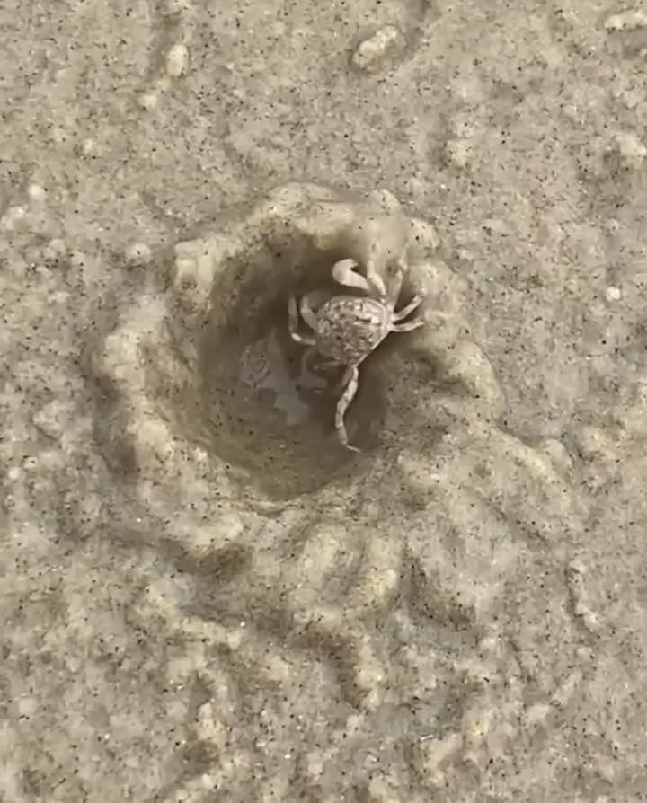 cover for Tiny crab’s impressive sand shelter build! 🦀 #NatureSkills #BeachLife #CrabMagic