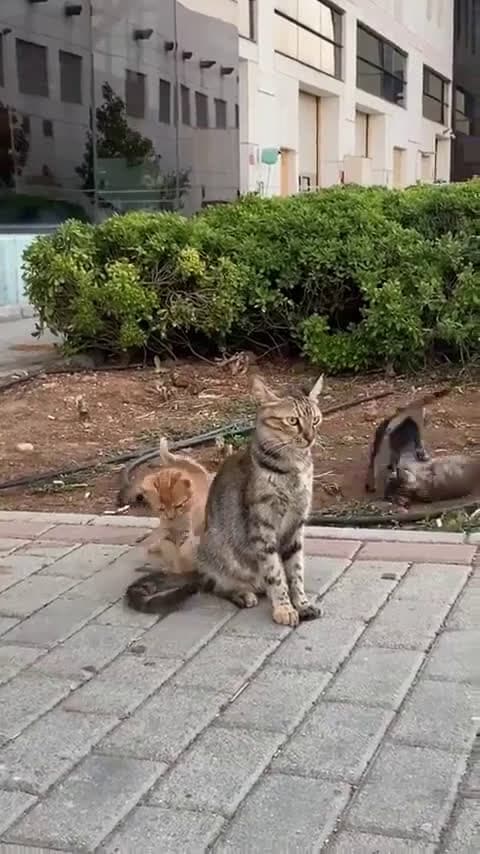cover for Taking the kittens to the park seemed like a great idea... until it wasn’t! 🐱🌳 #Kittens #ParkAdventures #CuteFails