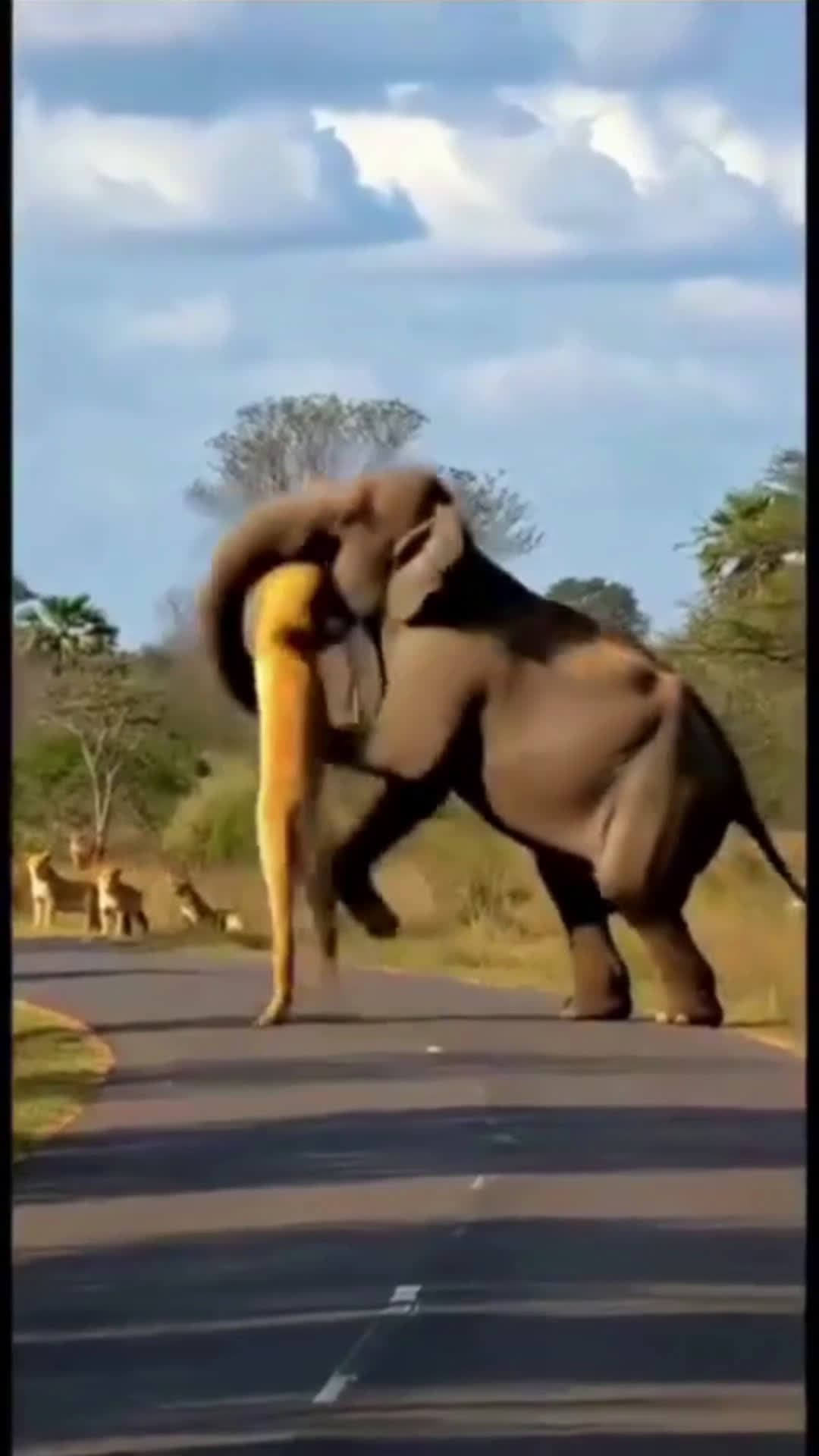 cover for Elephant 🐘 vs lion 🦁  #wildlife  #animals  #viral #CaughtOnCamera