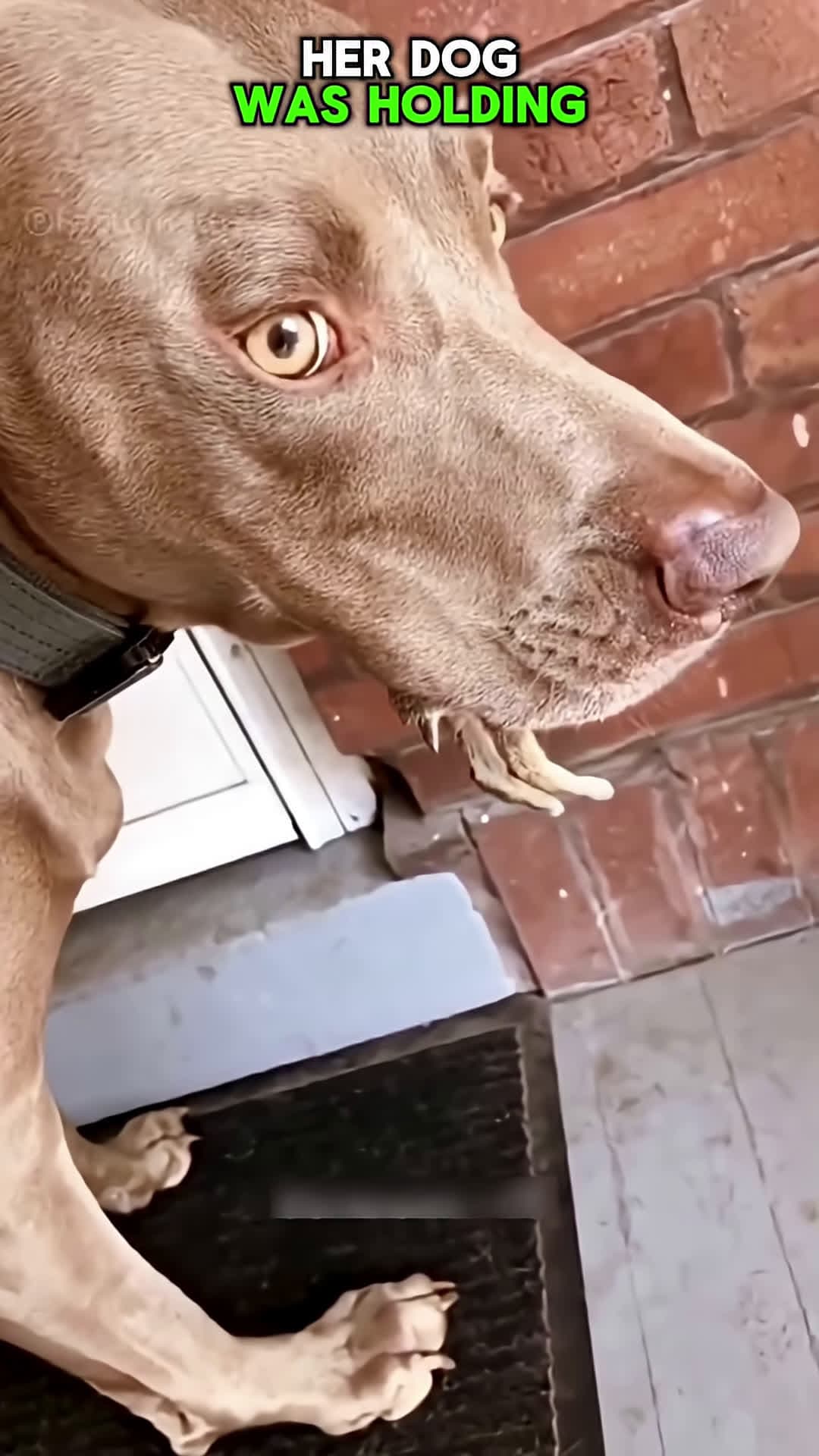 cover for Whats in the Dogs Mouth shorts