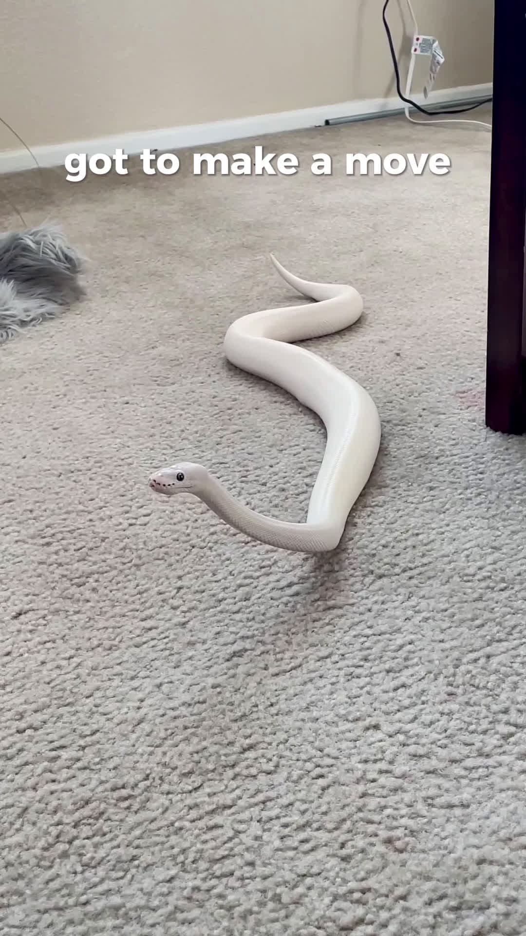 cover for He’s a goofy lil snake  #ballpython  #trending  #viral  #pet  #snake  #funnyvideos  #animals  #toofunnytoscroll