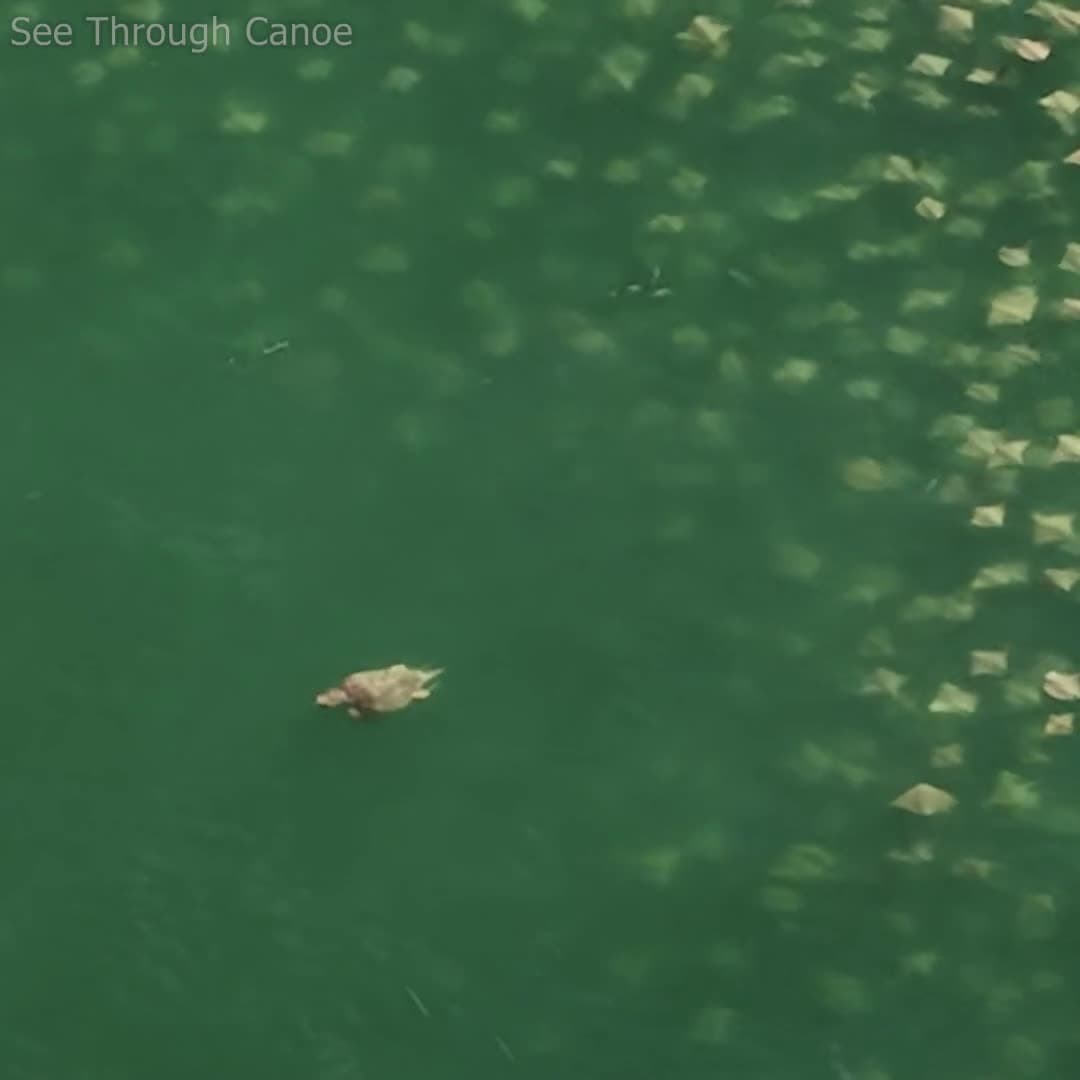cover for Epic moment: Sea turtle surfaces amid a massive swarm of Cownose Rays near Clearwater, FL! 🌊🐢 #WildlifeWonder #SeaTurtle #CownoseRays #FloridaNature