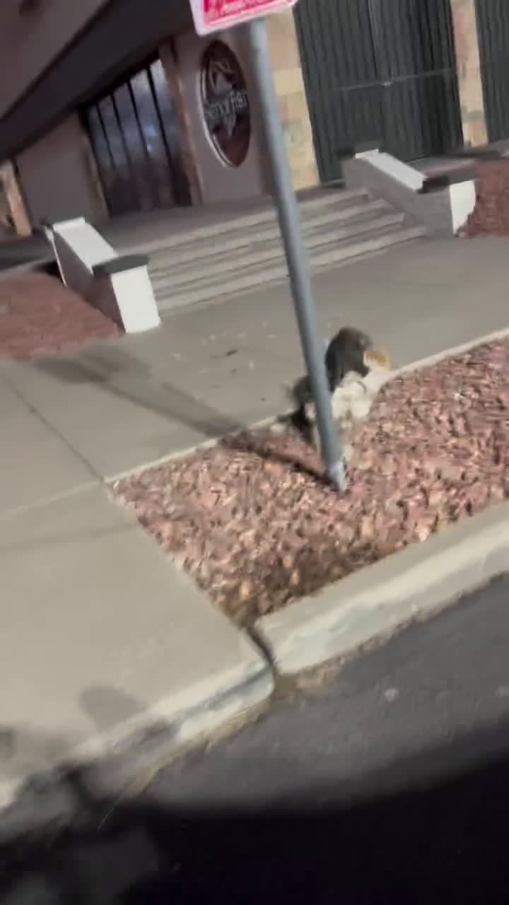 cover for I didn’t know cats be fighting like that 😂🤣