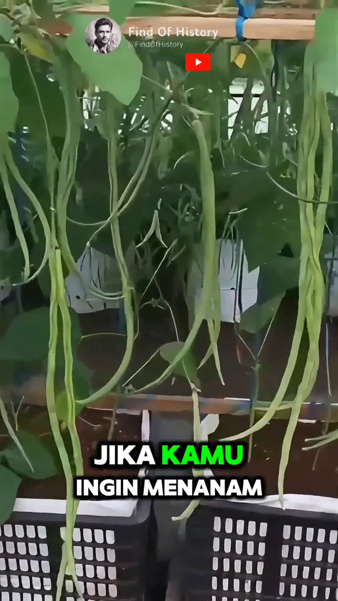 cover for Unique How to Planting Long Beans At Home Part 01 shorts short unique