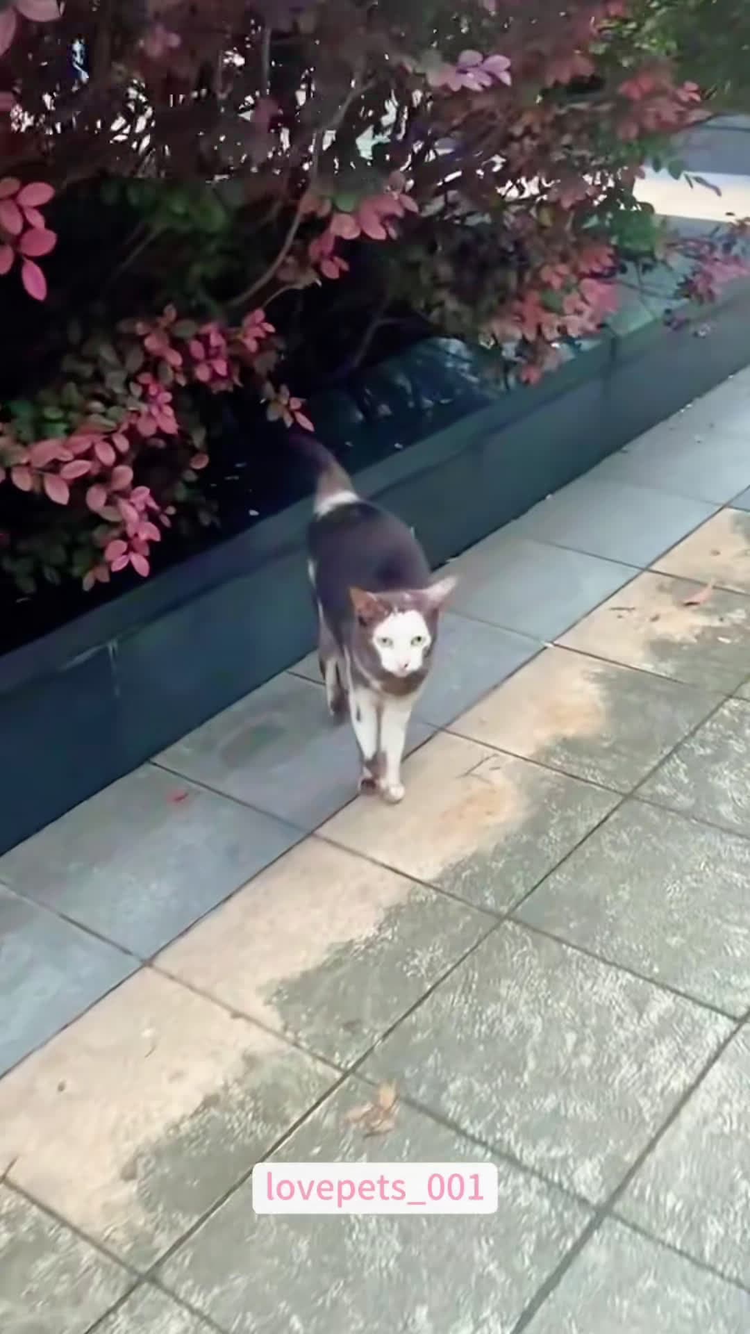cover for #cat #cats #cutecats #funnycat #catlover #viral #funny #fyp #foryou #funny #funnyvideos #usa #funnyanimals #fypシ #cute #funnypets