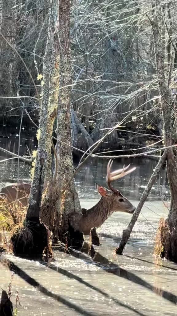 cover for When the hounds go wild but the buck acts like he owns the place 😂🦌 #HuntingHumor #DogManLife