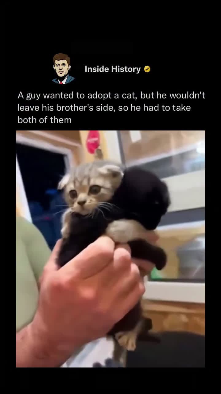 cover for He showed up to adopt a cat… but these two had a different idea. Each time he reached for one, the other latched on—tiny paws gripping, hearts refusing to let go. They weren’t just siblings. They were a package deal. In the end...