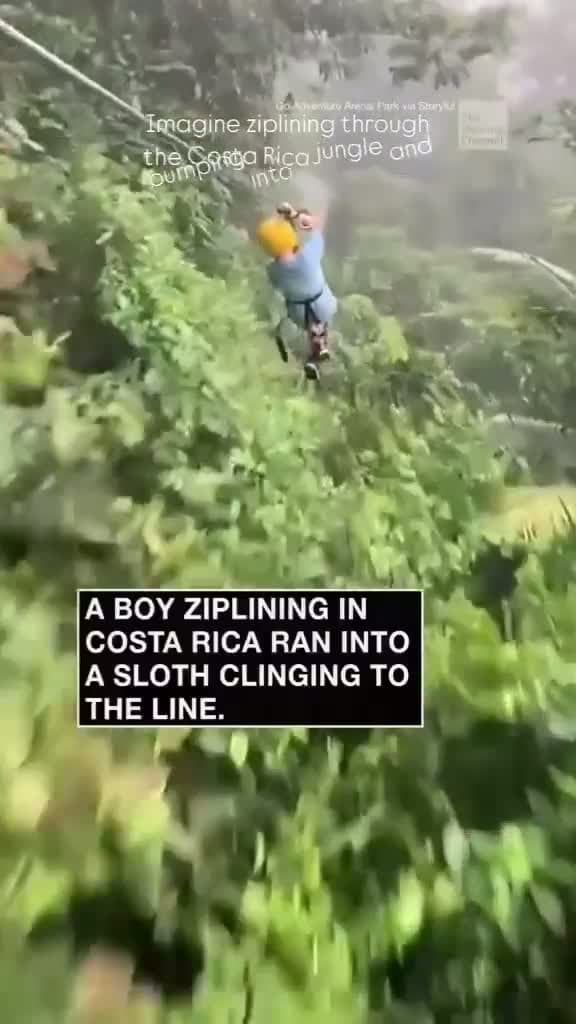 cover for a boy zipling in Costa Rica ran into a sloth clinging to the line.
