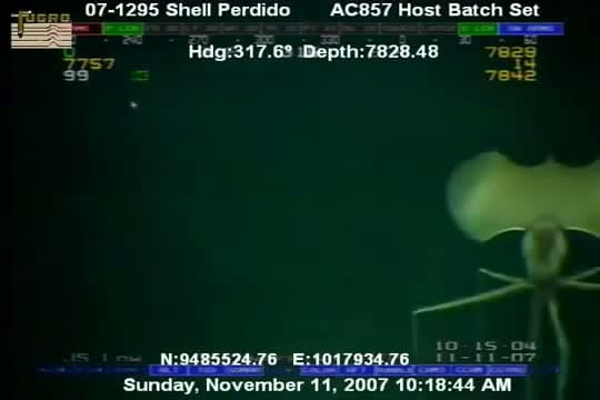 cover for Incredible Magnapinna Squid spotted at 7,828m depth! 🦑 #DeepSea #MagnapinnaSquid #OceanMysteries #DeepDive