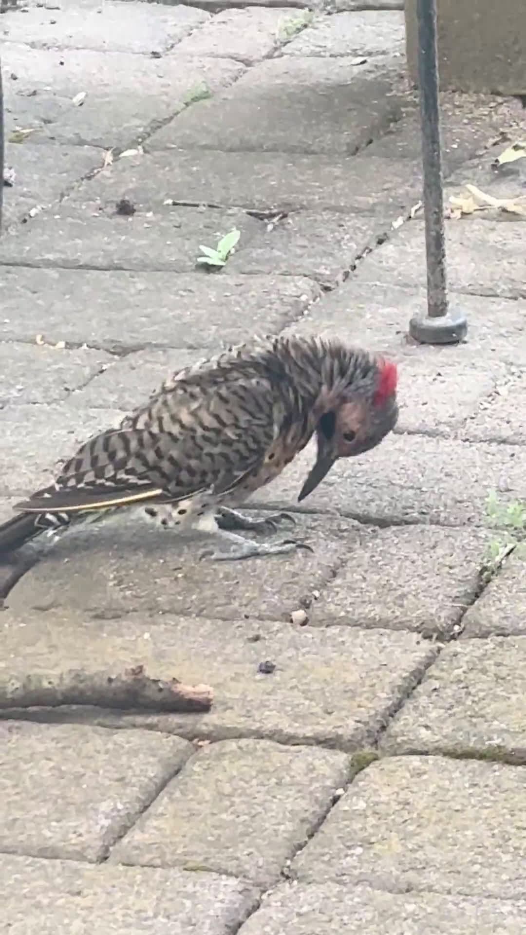 cover for What is this bird? Can you ID this backyard visitor 🐦 #BirdID #NatureLovers #BirdWatching