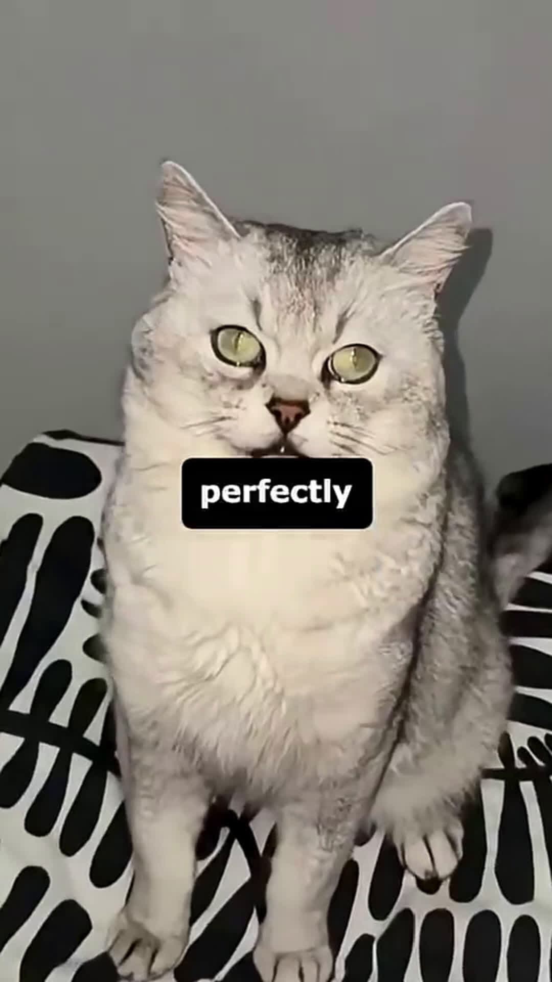 cover for He's So Talented #scoopzanimalvideo 