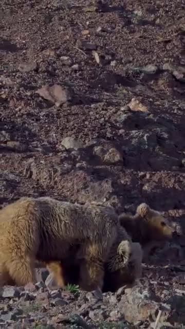 cover for 🔥 A brave Himalayan Brown Bear mother defies all odds, raising her cub on just three legs in the remote Himalayas 🐻 #WildlifeWonder #HimalayanBear #NatureStrength