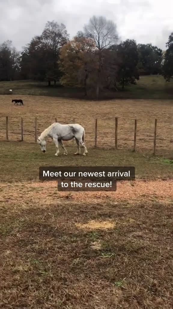 cover for Meet our newest rescue #TheHarderTheyFall #horserescue #horsesoftiktok #foryoupage #fyp #blowthisup #rescuelife #drafthorse #Love #animalsoftiktok