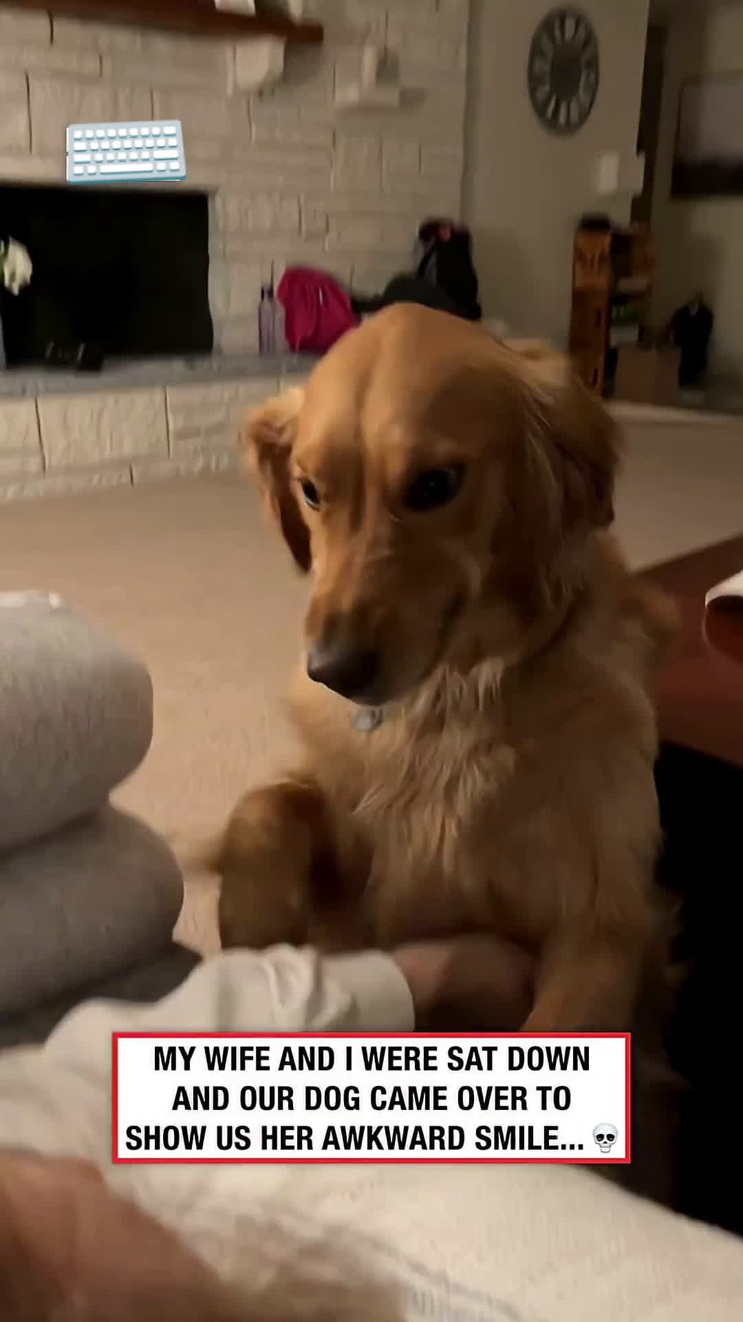 cover for My wife and I were sat down and our dog came over to show us her awkward smi #scoopzanimalvideo 