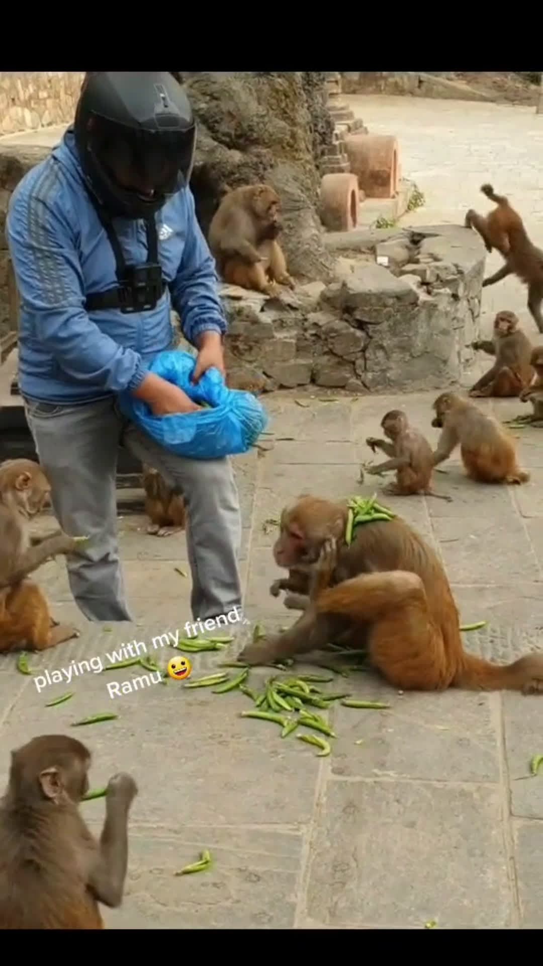 cover for full video in youtube feeding peas #feedinganimal
