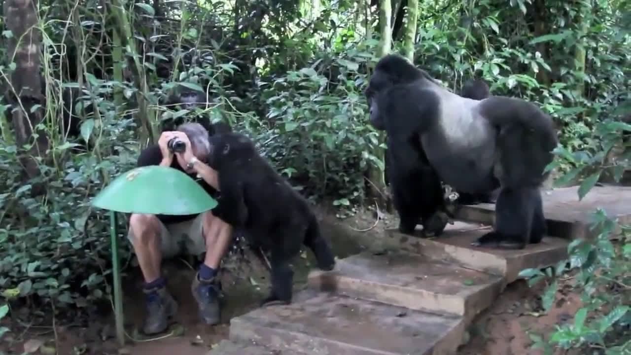 cover for A family of gorillas spots a human—watch their astonished reactions! 🦍 #Gorillas #Wildlife #NatureVideo #CuriousCreatures