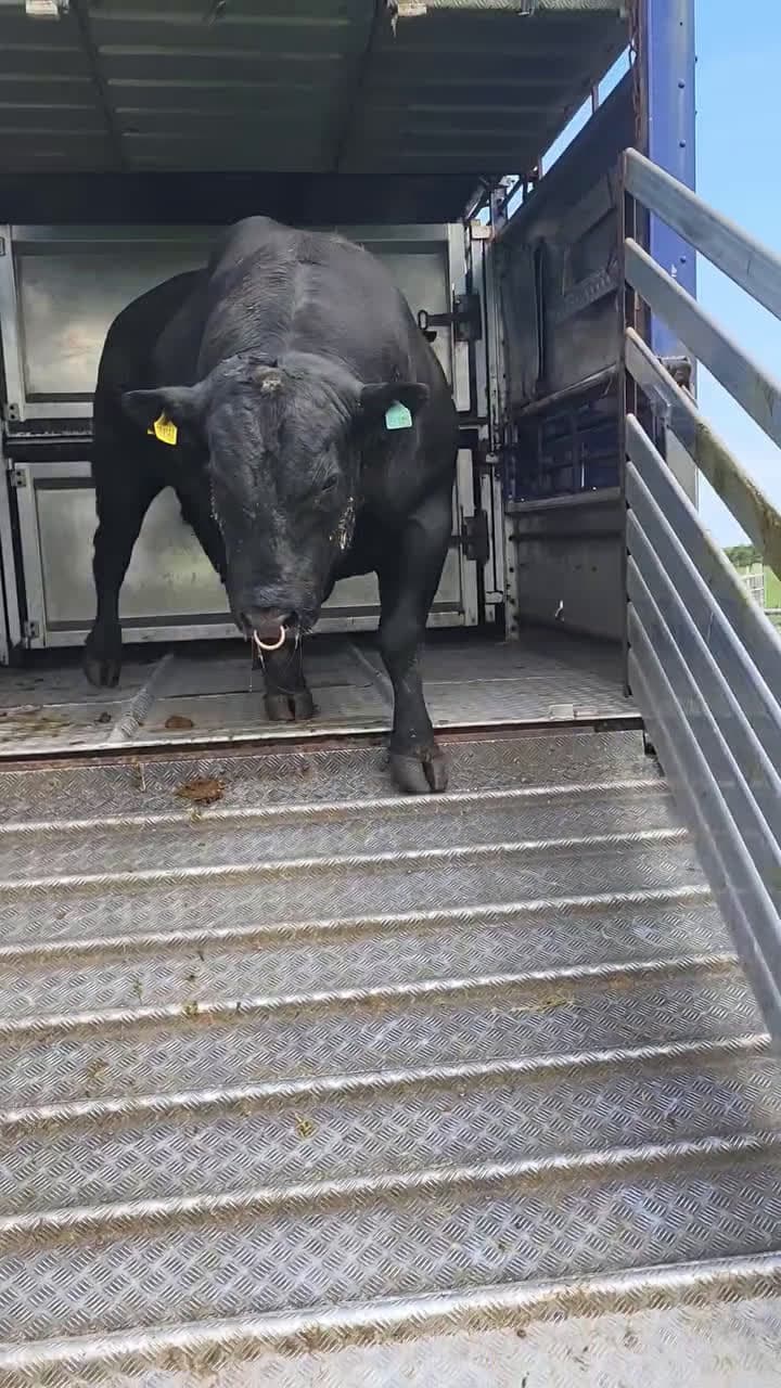 cover for Craigens Elvis away to the first calvers, #CaughtOnCamera#ThePawfectMoment
