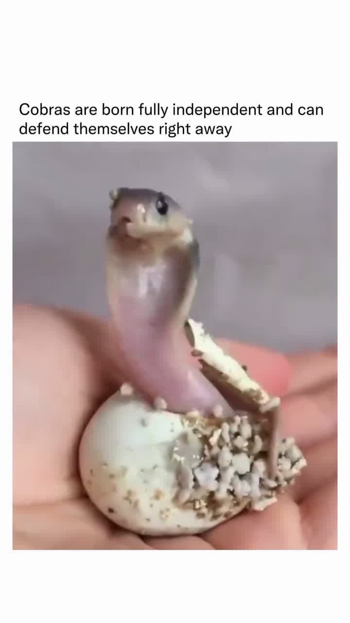 cover for Cobras are born fully independent and defend themselves right away😢